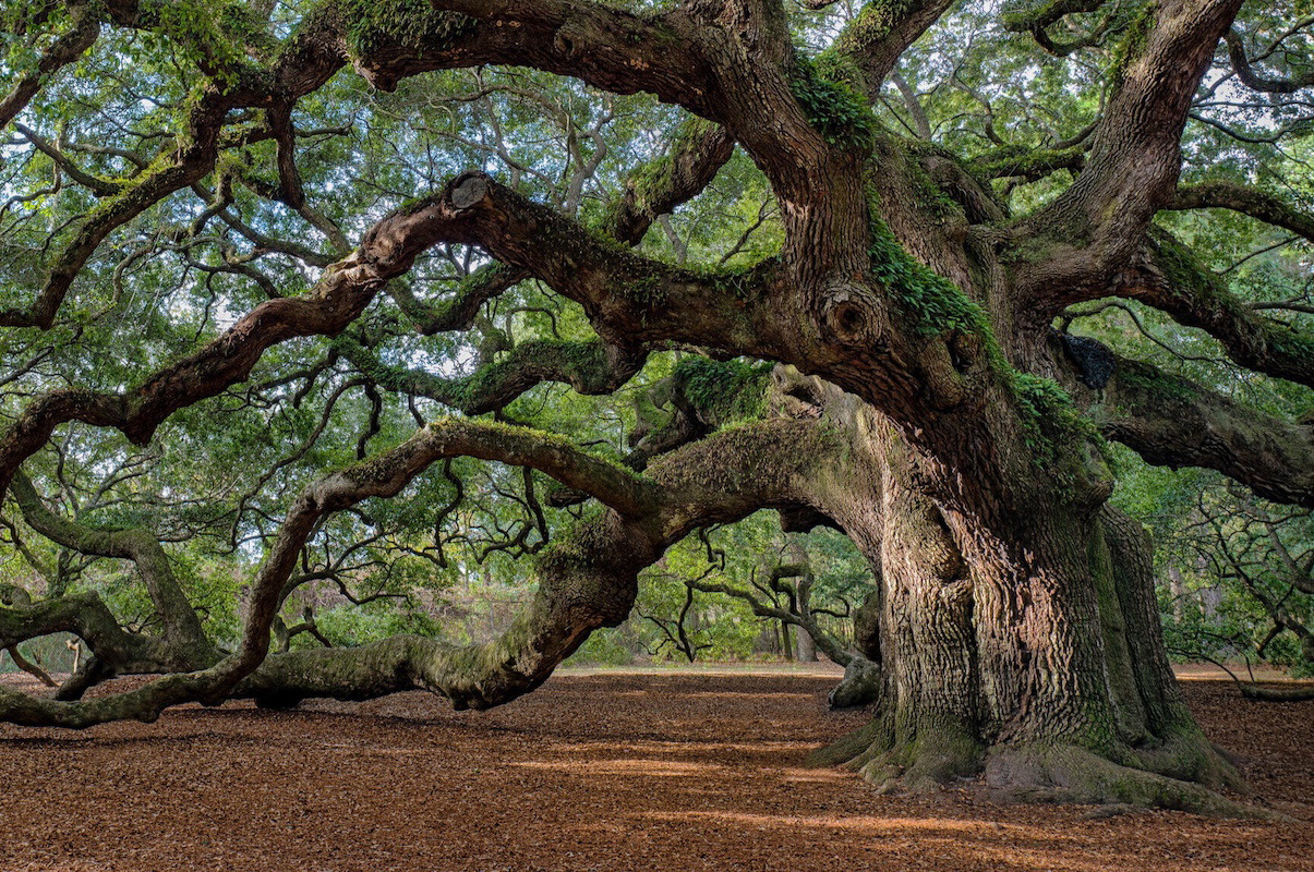 Choosing the Right Tree for Your Austin Landscape: Tips for Success hero image