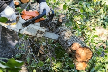 Emergency Tree Services service image