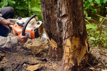 Tree Removal service image