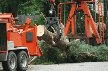 blog image Emergency Tree Services: How to Handle Storm Damage to Your Trees