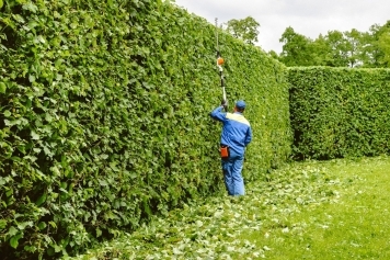 blog image Why Regular Tree Trimming is Essential for Healthy Trees