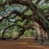 Choosing the Right Tree for Your Austin Landscape: Tips for Success related image