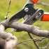 The Importance of Proper Pruning for Tree Health and Longevity related image