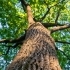 How to Identify and Treat Oak Wilt in Central Texas sidebar image