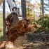 Land Clearing 101: Everything You Need to Know Before You Start related image