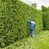 Why Regular Tree Trimming is Essential for Healthy Trees related image