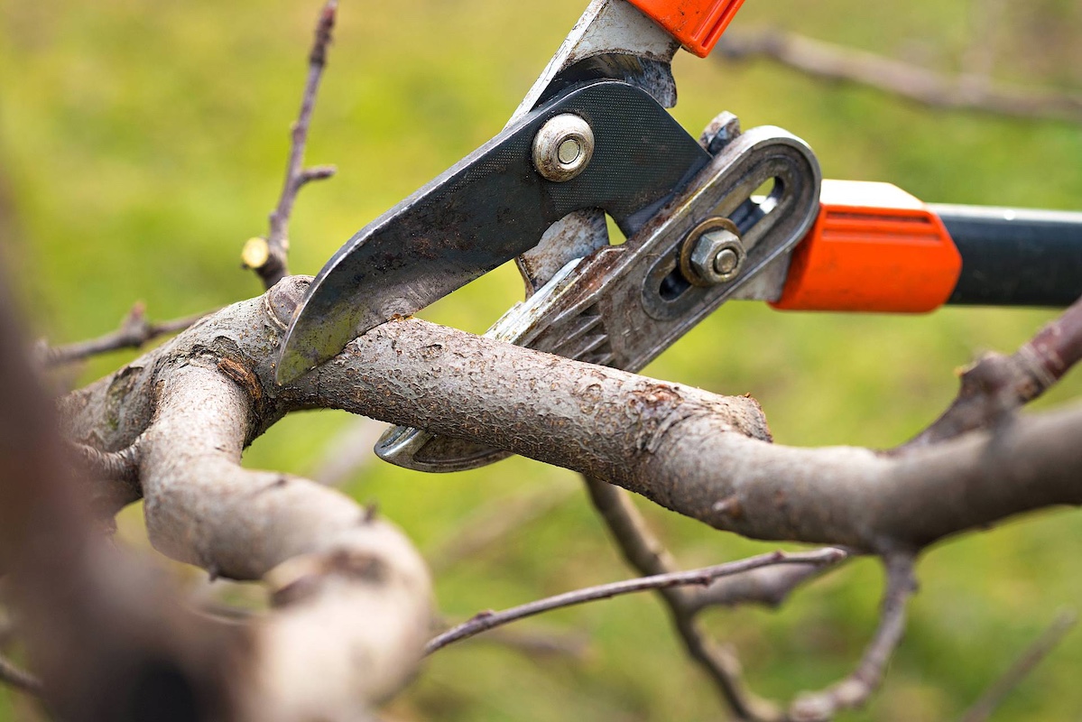 The Importance of Proper Pruning for Tree Health and Longevity hero image