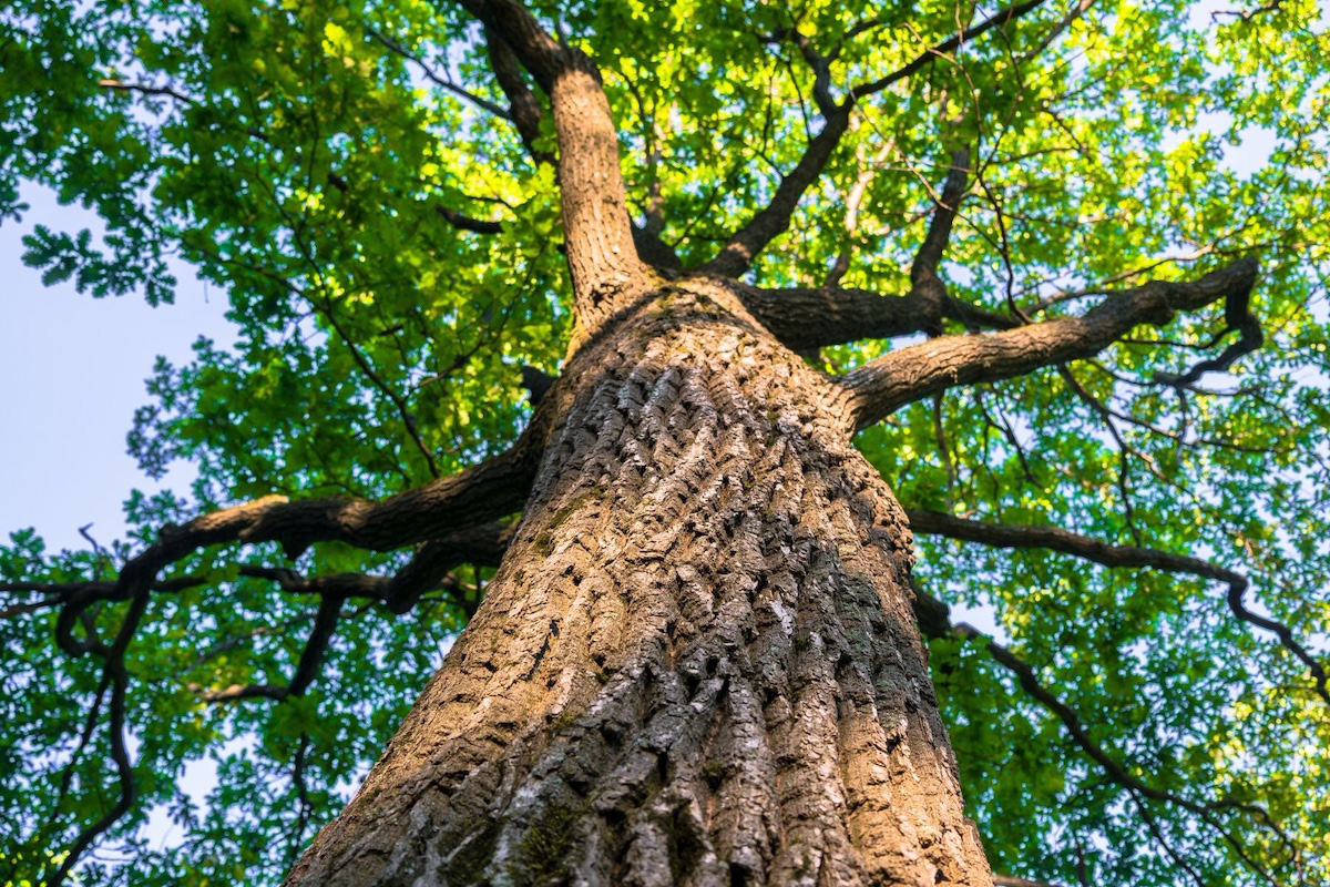 How to Identify and Treat Oak Wilt in Central Texas hero image