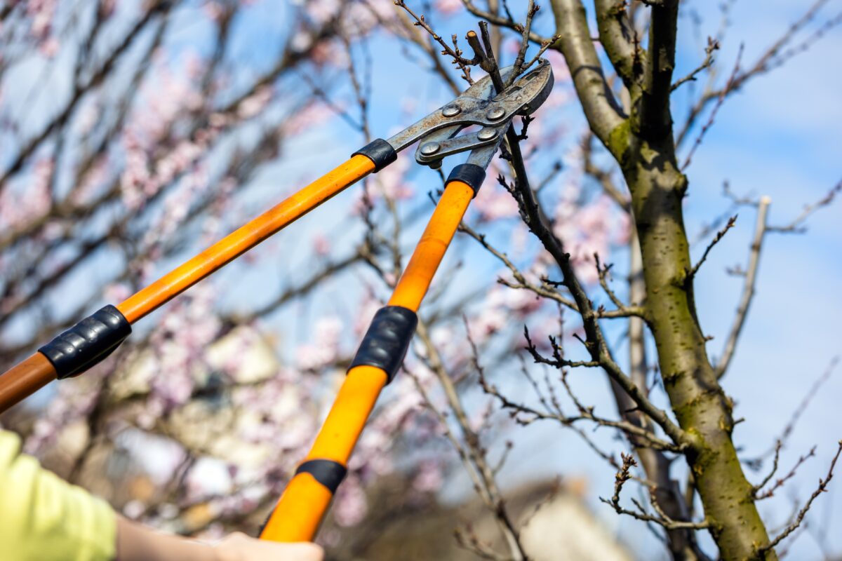 How to Prepare Your Trees for Texas Summer Heat hero image