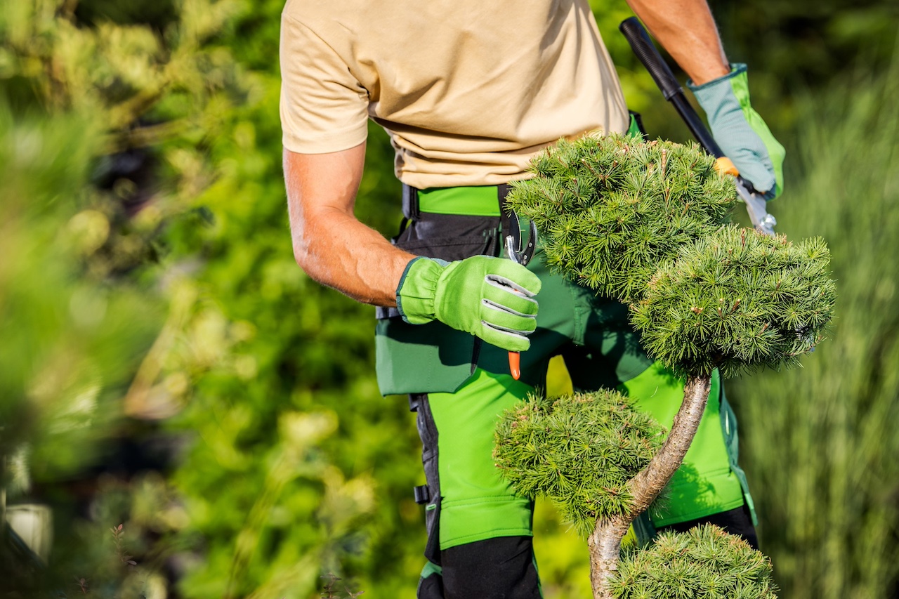 5 Common Tree Care Mistakes and How to Avoid Them hero image